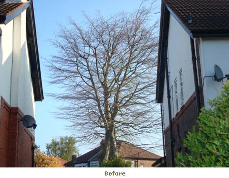 m+a tree and garden care gallery image 4