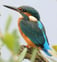 Kingfisher Property Maintenance