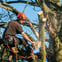 Tree Surgeon