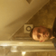 kirk's property services