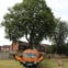 Beddow Tree Ltd