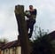 Ace Of Herts Tree Care