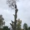 J & Son Trees & Landscapes