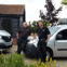 Essex and Suffolk Pest Solutions
