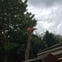 taylor and son tree and gardening