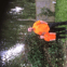 acorntrees & garden services