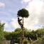 Tree services peterborough