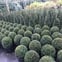 green  garden service