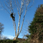 MBM Tree care