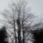 Right cut tree and garden services