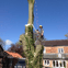 C.M. Tree Care