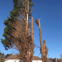 Maple Tree Service and Landscaping Ltd