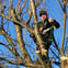 Greenrose Tree Care