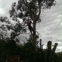 Tree Degrees