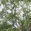 Jac Tunley Tree Surgery