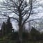 TreeWork Scotland Ltd
