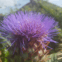 Oakland Gardening Services